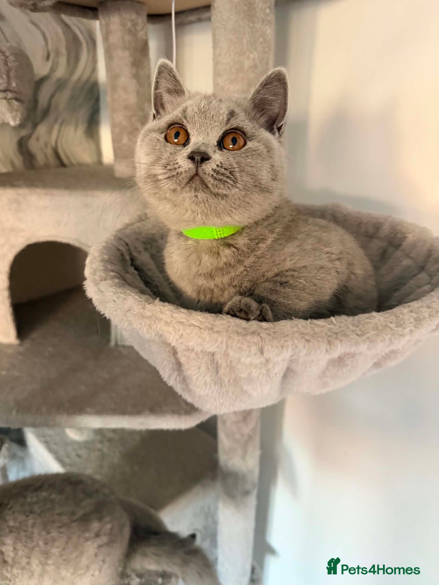 British Shorthair cats BOY & GIRL READY  - GCCF BRITISH SHORTHAIR - Advert 1