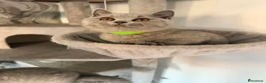 British Shorthair Kitten - Green collar
