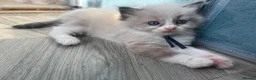 Ragdoll cats for sale: 💙Pedigree Ragdoll Male💙 - Advert 10