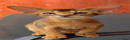 Abyssinian cats for sale: Gorgeous Abyssinian ruddy girls🤎❤️ - Advert 4