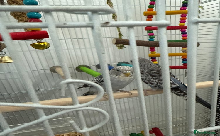 Budgerigars birds - Advert 3
