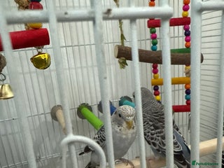 Budgerigars birds - Advert 24