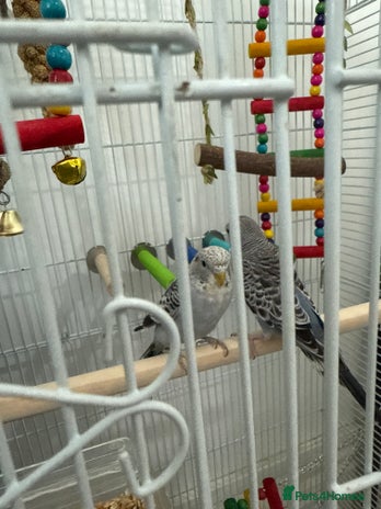 Budgerigars birds - Advert 11