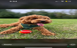 Cockapoo dogs for sale: FOX RED COCKAPOOS ⭐️⭐️ - Image 6
