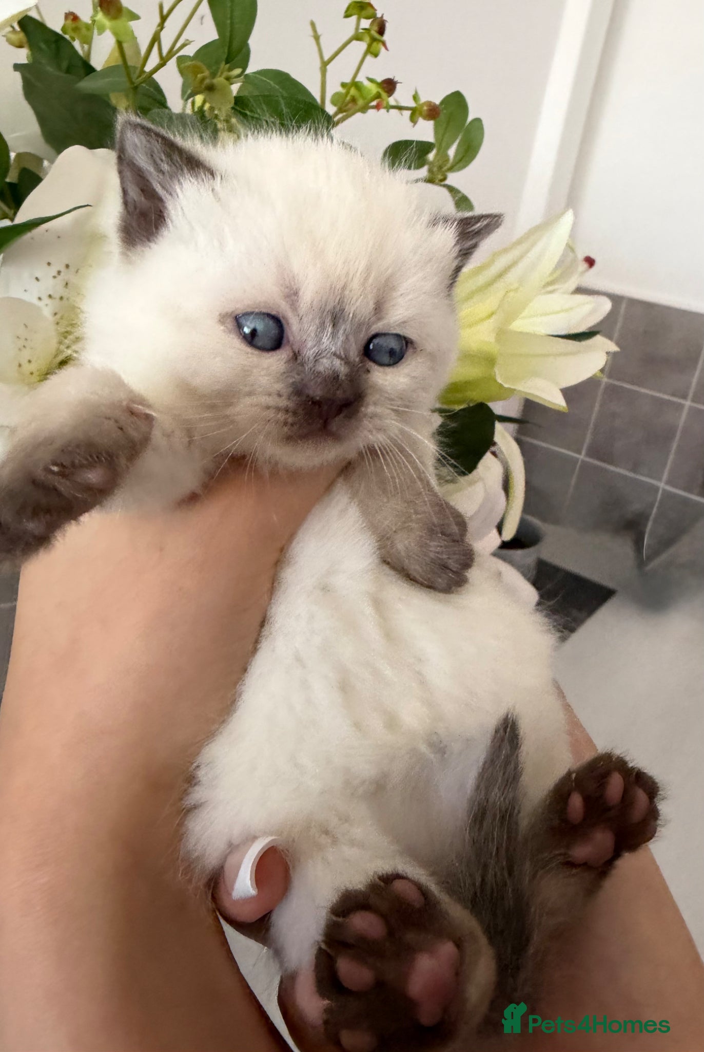 British Shorthair cats Chocolate colourpoint British shorthair girl  - Advert 1
