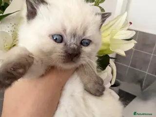 British Shorthair cats Chocolate colourpoint British shorthair girl - Advert 1