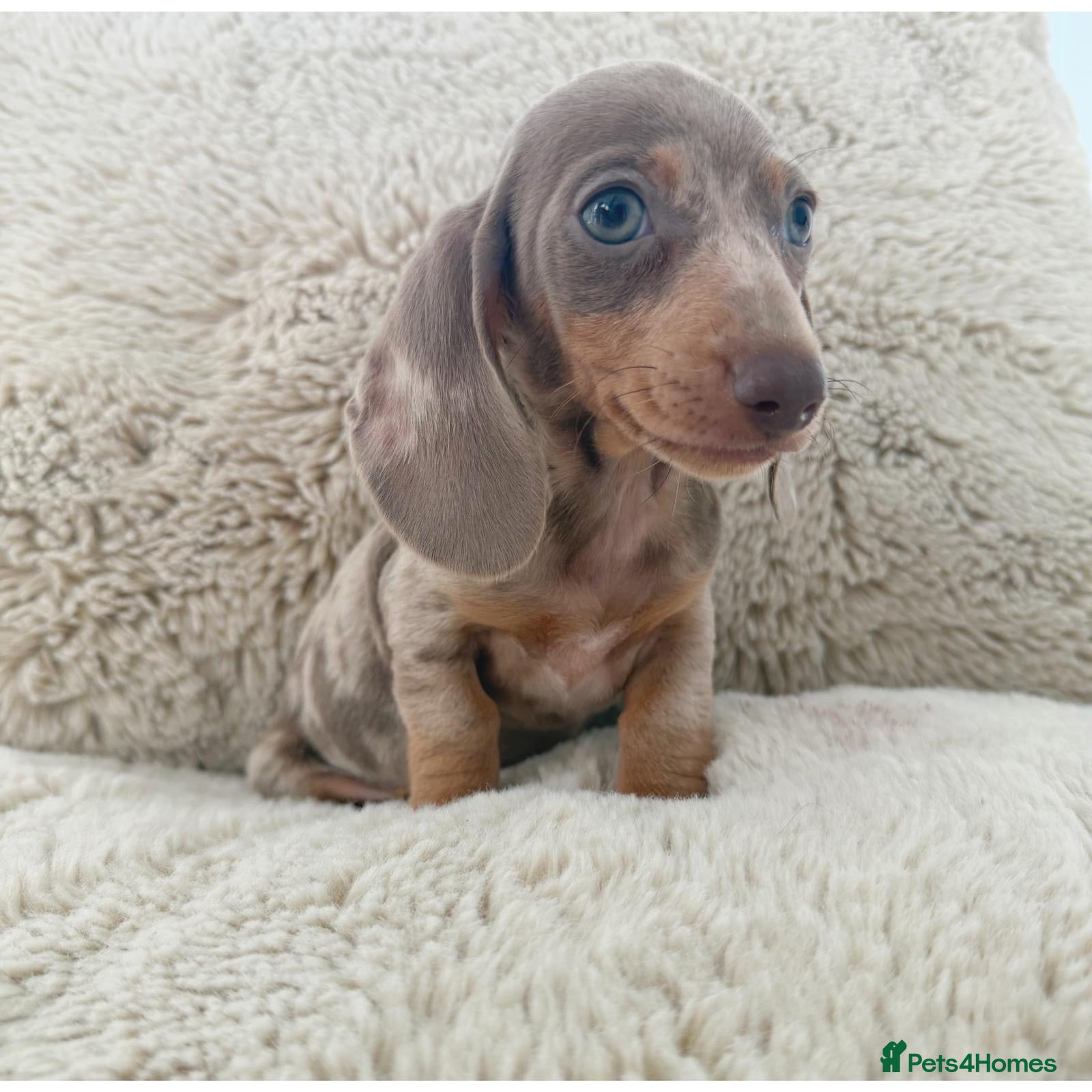 Miniature Dachshund dogs Kc miniature dachshund  - Advert 1