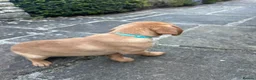 Labrador Retriever dogs for sale: ⭐️READY TO LEAVE NOW kcregistered Labrador puppies - Advert 23