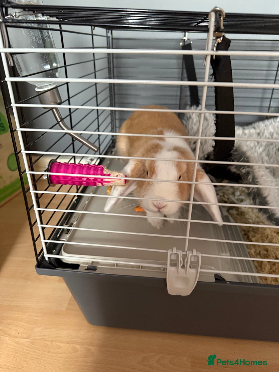 Mini Lop rabbits for sale: Beautiful girl for new home - Advert 4