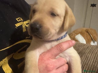 Labrador Retriever dogs - Advert 1