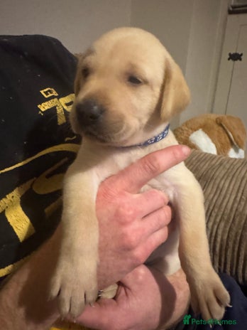 Labrador Retriever dogs - Advert 1