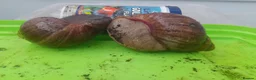 Snails invertebrates for sale: Albino Giant African Snails Marginata - Advert 4