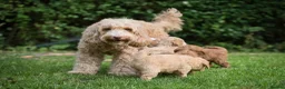 Australian Labradoodle dogs for sale: F1 Cockapoo x Australian Labradoodle Puppies - Advert 15