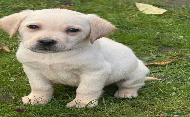 Labrador Retriever dogs - Advert 1