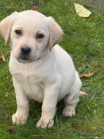 Labrador Retriever dogs - Advert 1