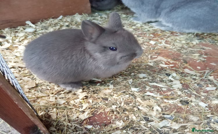 Netherland Dwarf rabbits - Advert 17