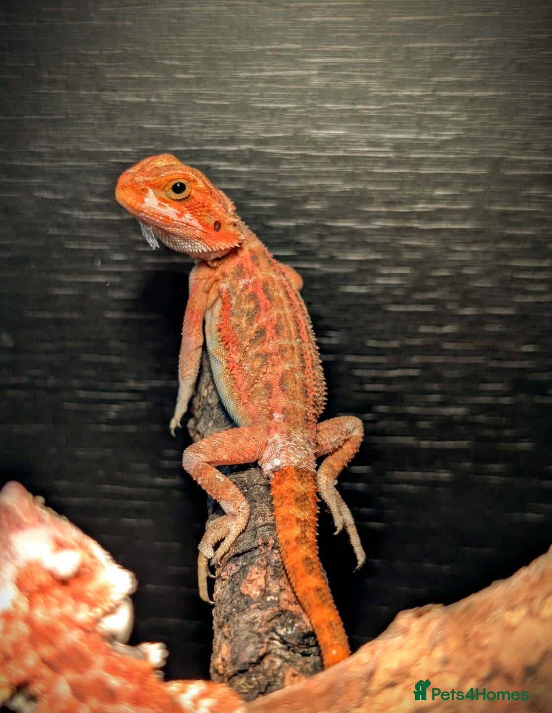 Bearded Dragon reptiles for sale: 50% & 100% red monster bearded dragons  - Image 29