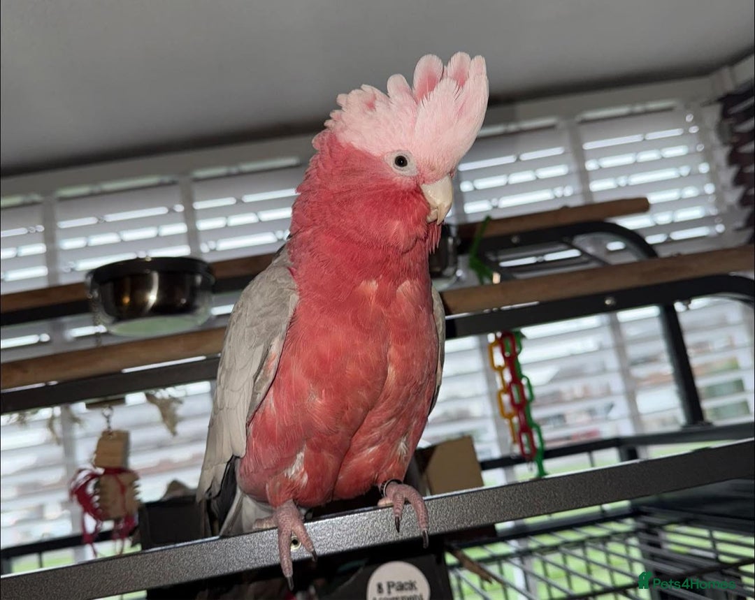 Cockatoo birds for sale: Male gala cockatoo silly tame hand reared + DNA - Image 2