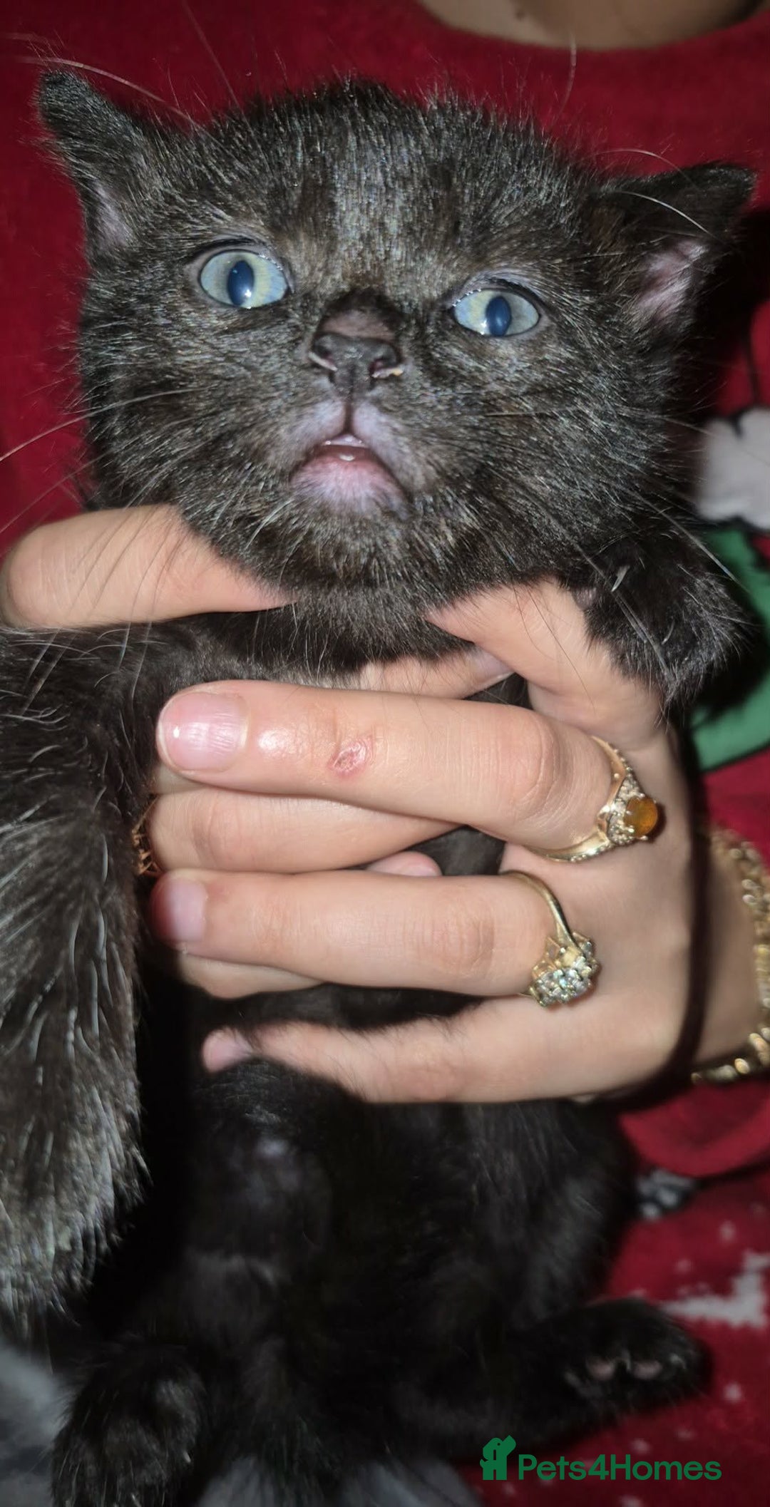 European cats for sale: Very cute and friendly kittens  - Advert 2