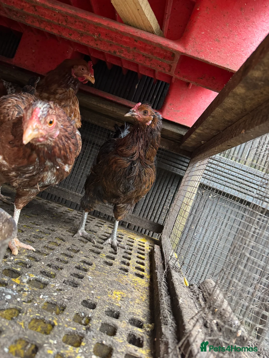 Mixed Breed poultry for sale: Laying Chicken 9 Months Old  - Advert 5
