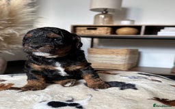 Cockapoo dogs for sale: Not Just Any Cockapoo Puppies – The Special Few - Image 12