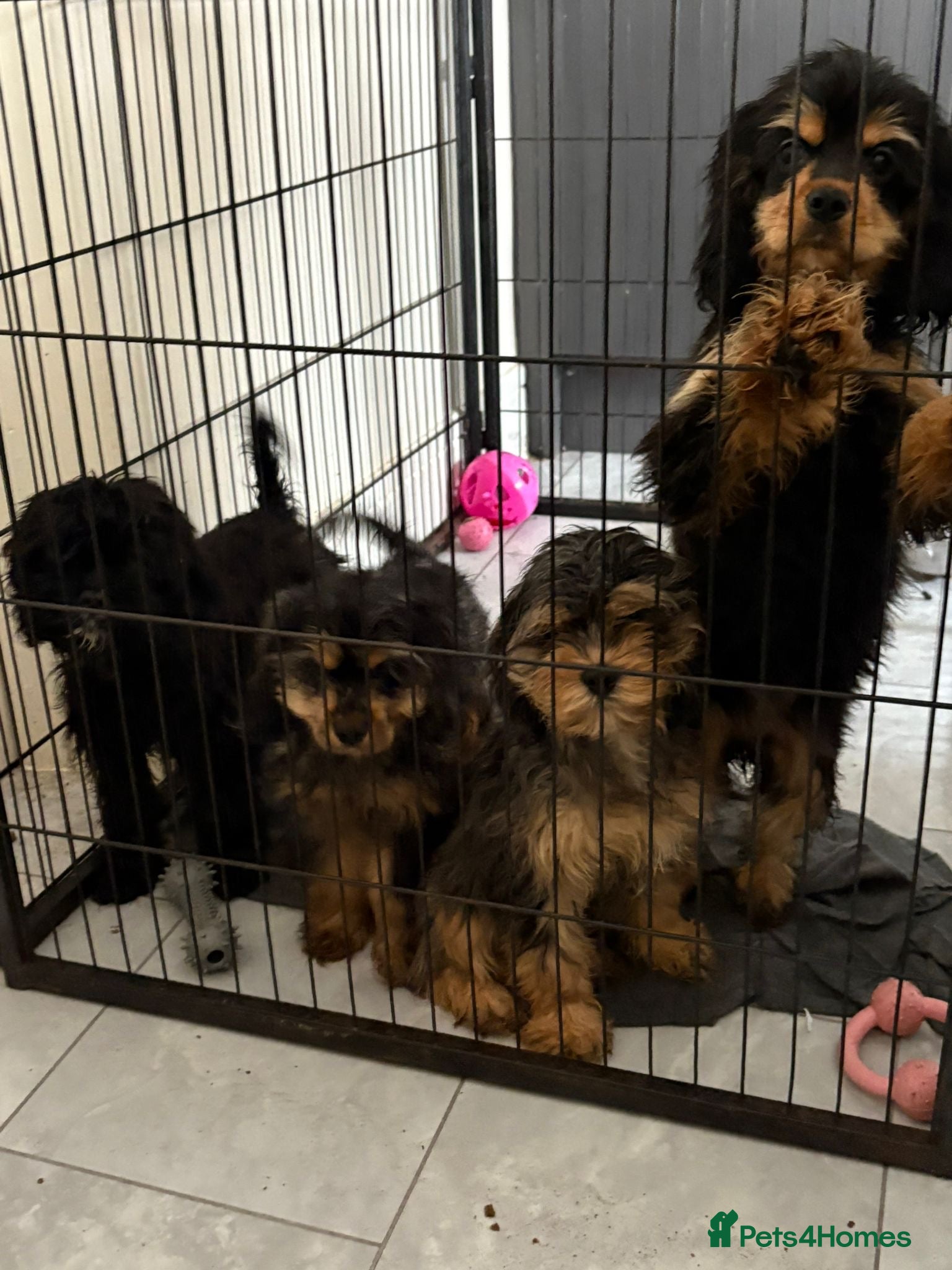 Cockapoo dogs American cockapoo - Advert 6