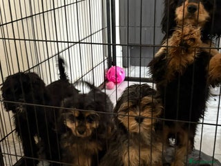 Cockapoo dogs American cockapoo - Advert 6