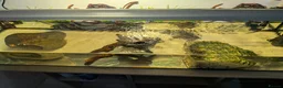 Turtle reptiles for sale: Two musk turtles  in Nottingham - Advert 1