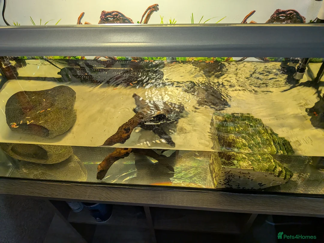 Turtle reptiles for sale: Two musk turtles  in Nottingham - Advert 1