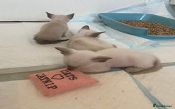 Siamese cats for sale: 🤩🐱Beautiful Siamese kittens for sale🐱⚡️ - Image 4
