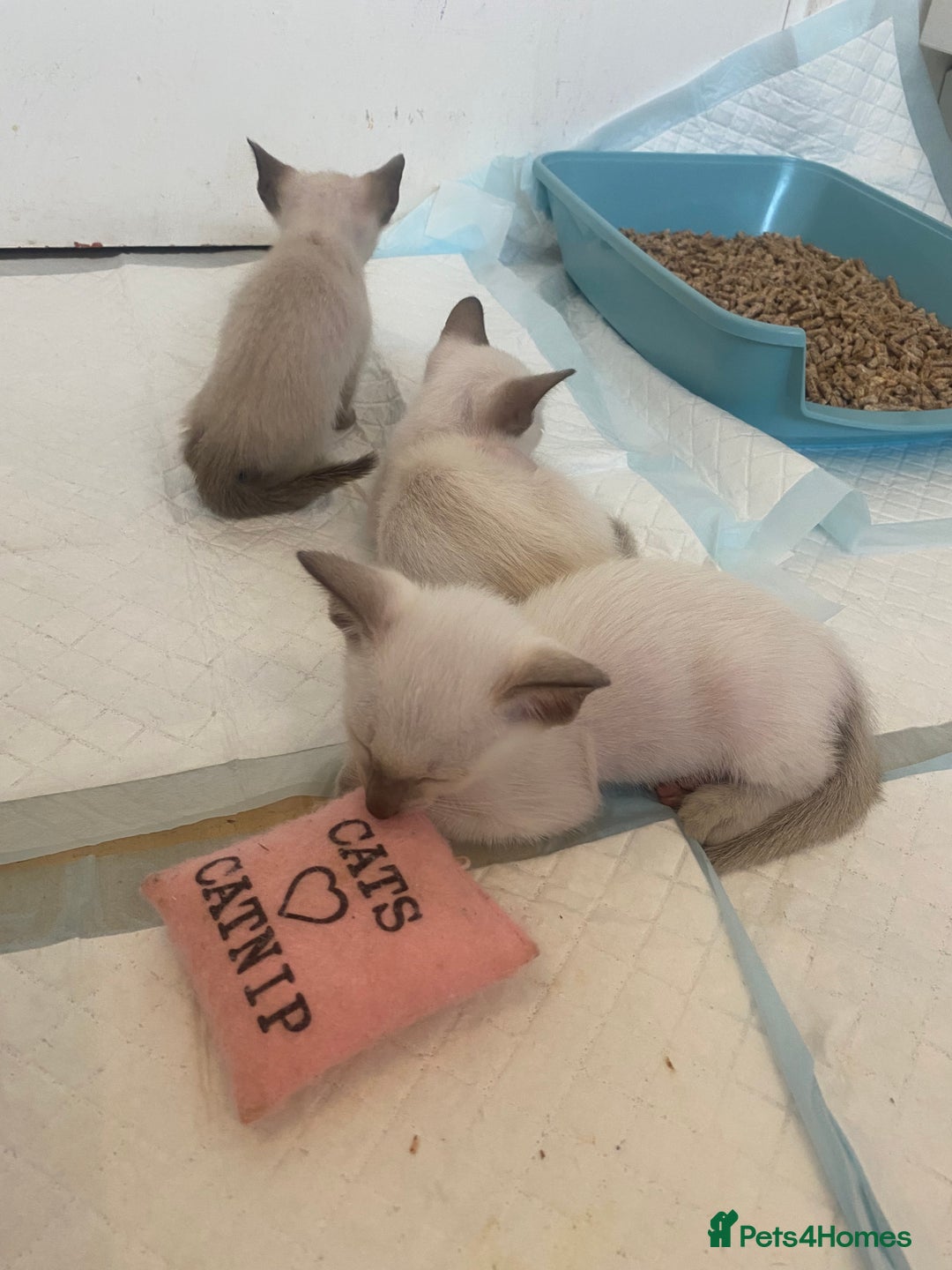 Siamese cats for sale: 🤩🐱Beautiful Siamese kittens for sale🐱⚡️ - Image 4