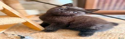 British Shorthair cats for sale: BRITISH SHORTHAIR DOLLS READY NOW! - Advert 3