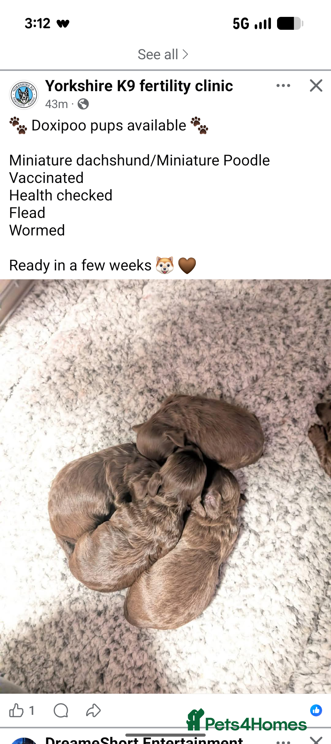 Mixed Breed dogs for sale: Miniature doxipoo  - Advert 3