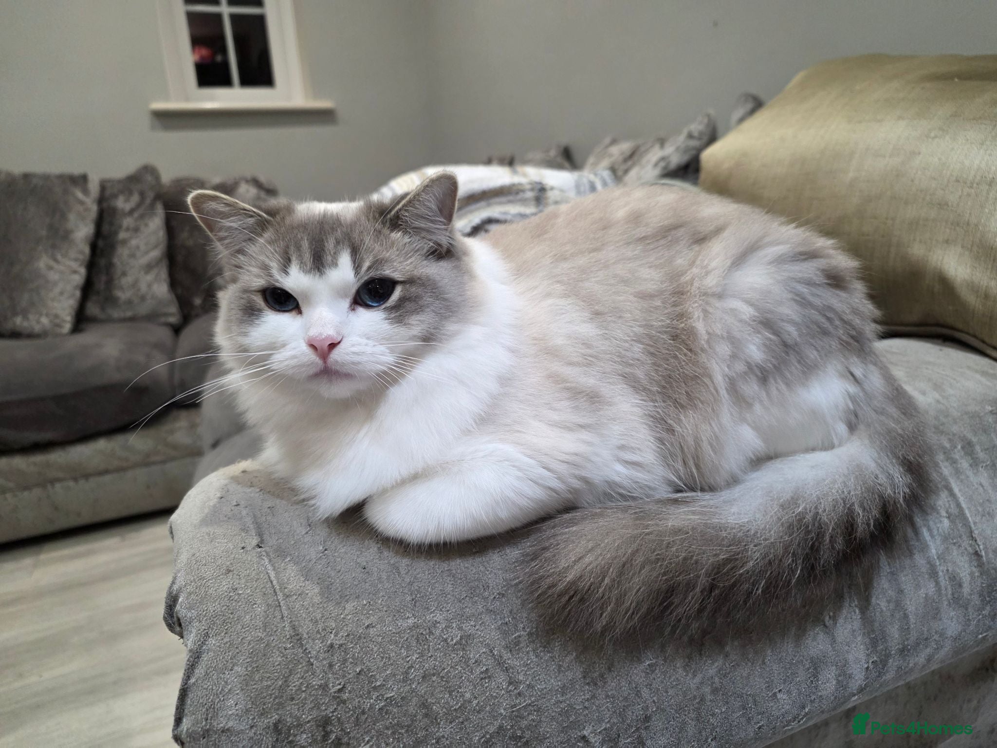 Ragdoll cats Ragdoll cats -  beautiful inside and out 😻 - Advert 2
