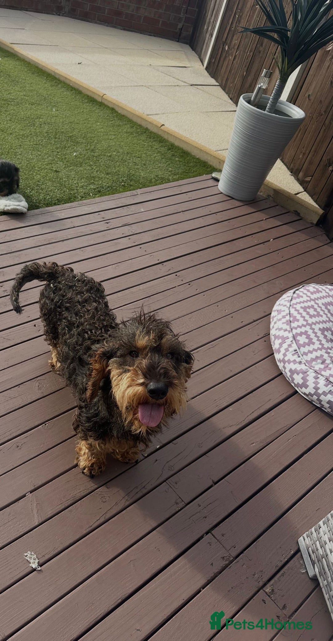 Dachshund dogs for sale: Wire haired dachshund dog - Advert 3