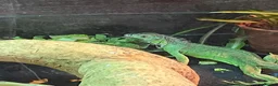 Iguana reptiles for sale: 11 month old green iguana  - Advert 7