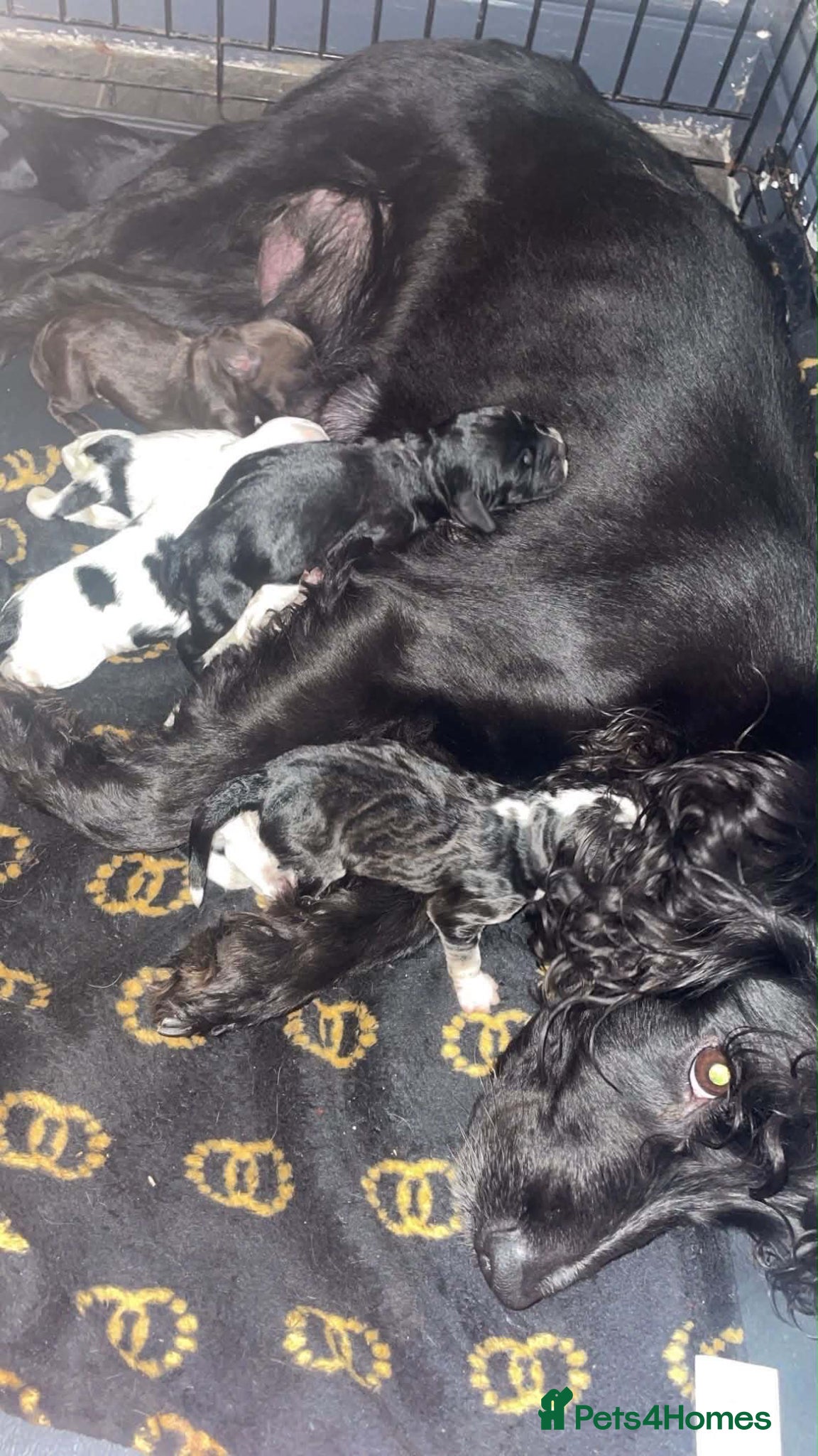 Cocker Spaniel dogs Cocker spaniel puppy’s  - Advert 1