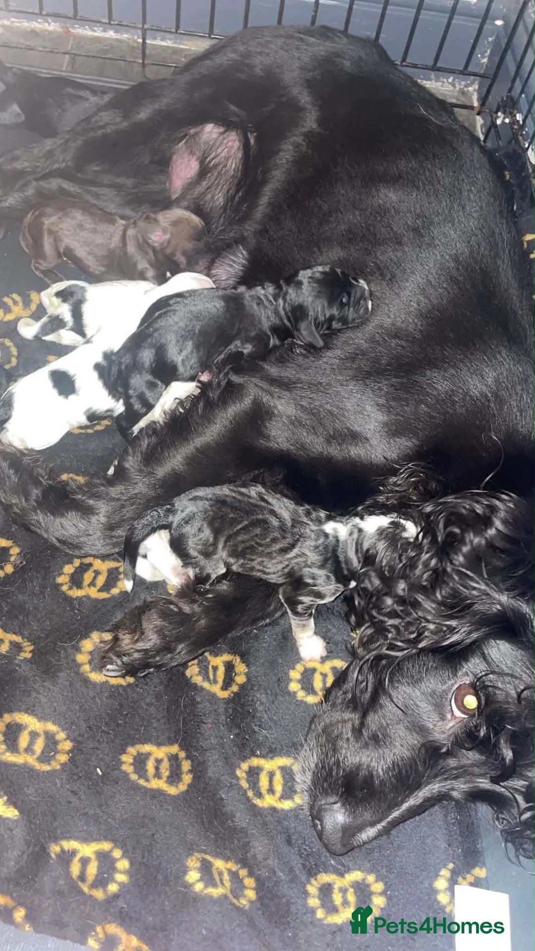 Cocker Spaniel dogs for sale: Cocker spaniel puppy’s  in Walsall - Advert 1