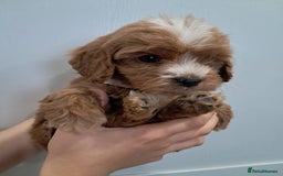 Cockapoo dogs for sale: 5* minature cockapoos - Image 1
