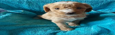 Cockapoo 6