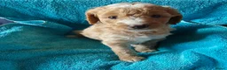 Cockapoo dogs for sale: Gorgeous F1B Cockapoo Puppies  - Advert 8