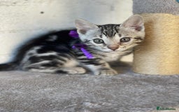 Bengal cats for sale: 🐾 Pedigree tica registered Bengal Kittens - Image 35