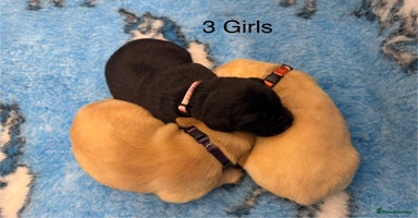 Labrador Retriever dogs - Advert 5