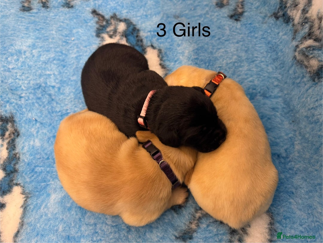 Labrador Retriever dogs for sale: Kennel Club Registered Labrador puppies  - Image 4