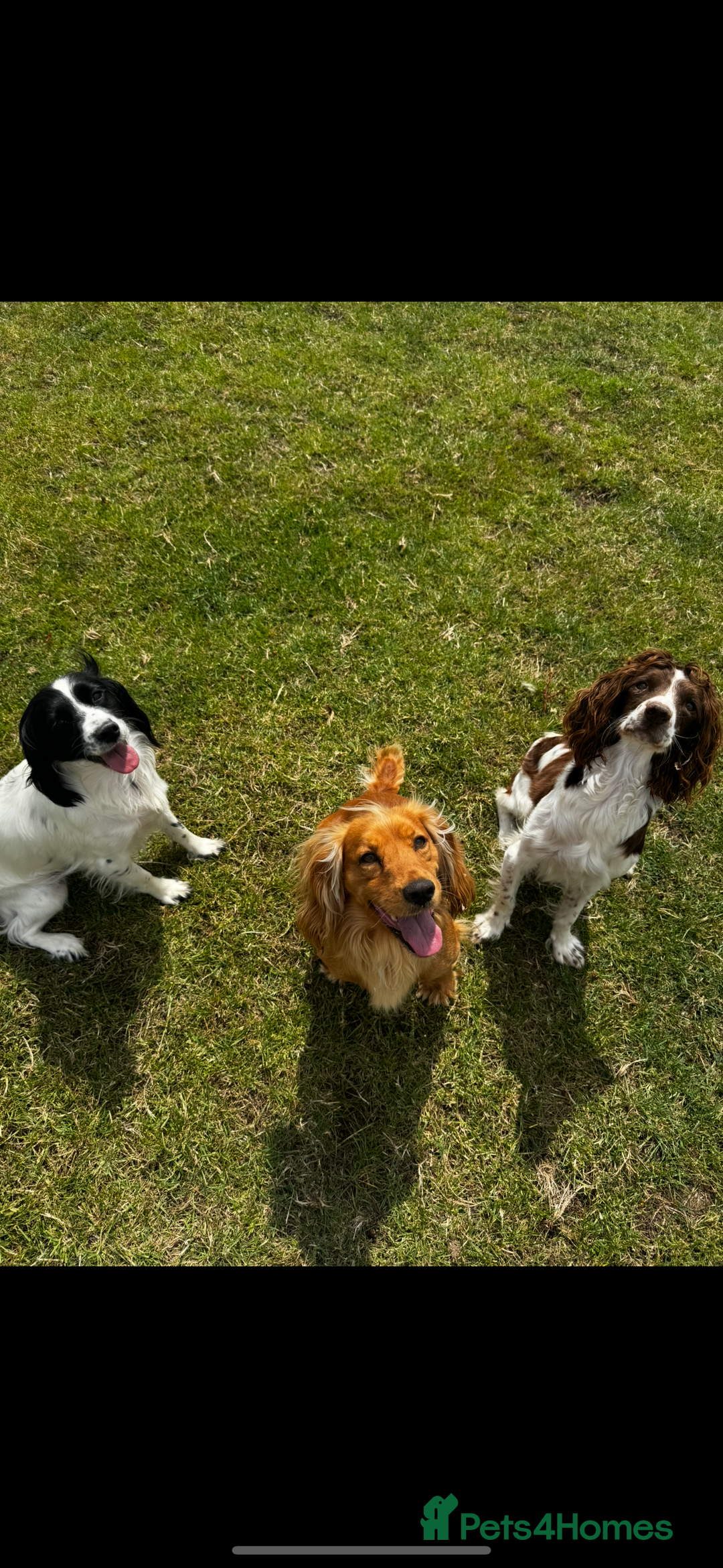 Cocker Spaniel dogs for sale: Health Tested Clear KC Registered Working Cockers - Advert 30