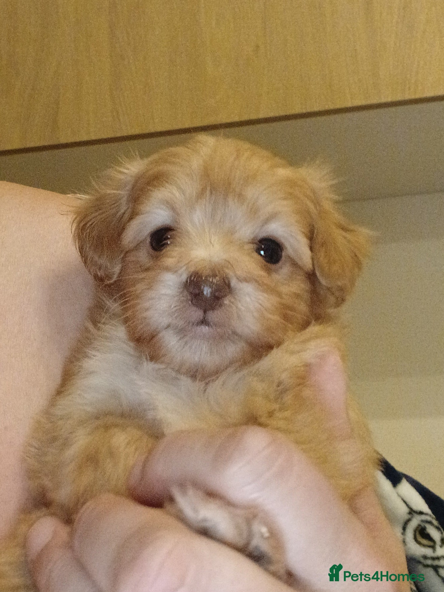 Jackapoo dogs Jackapoo Puppies - Ready 17th March - Advert 1