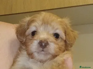 Jackapoo dogs Jackapoo Puppies - Ready 17th March - Advert 2