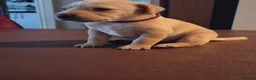 Labrador Retriever dogs for sale: Labrador puppies - Advert 8