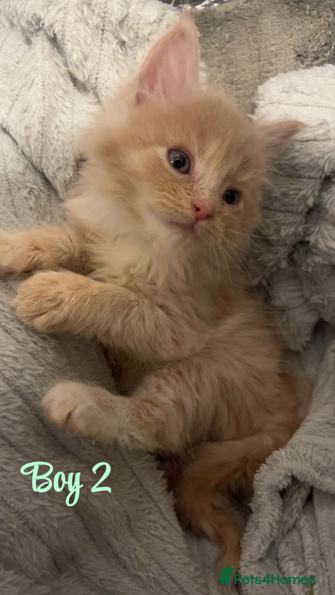 Mixed Breed cats for sale: MAINECOON X KITTENS FOR SALE 🩵🩷 - Advert 14