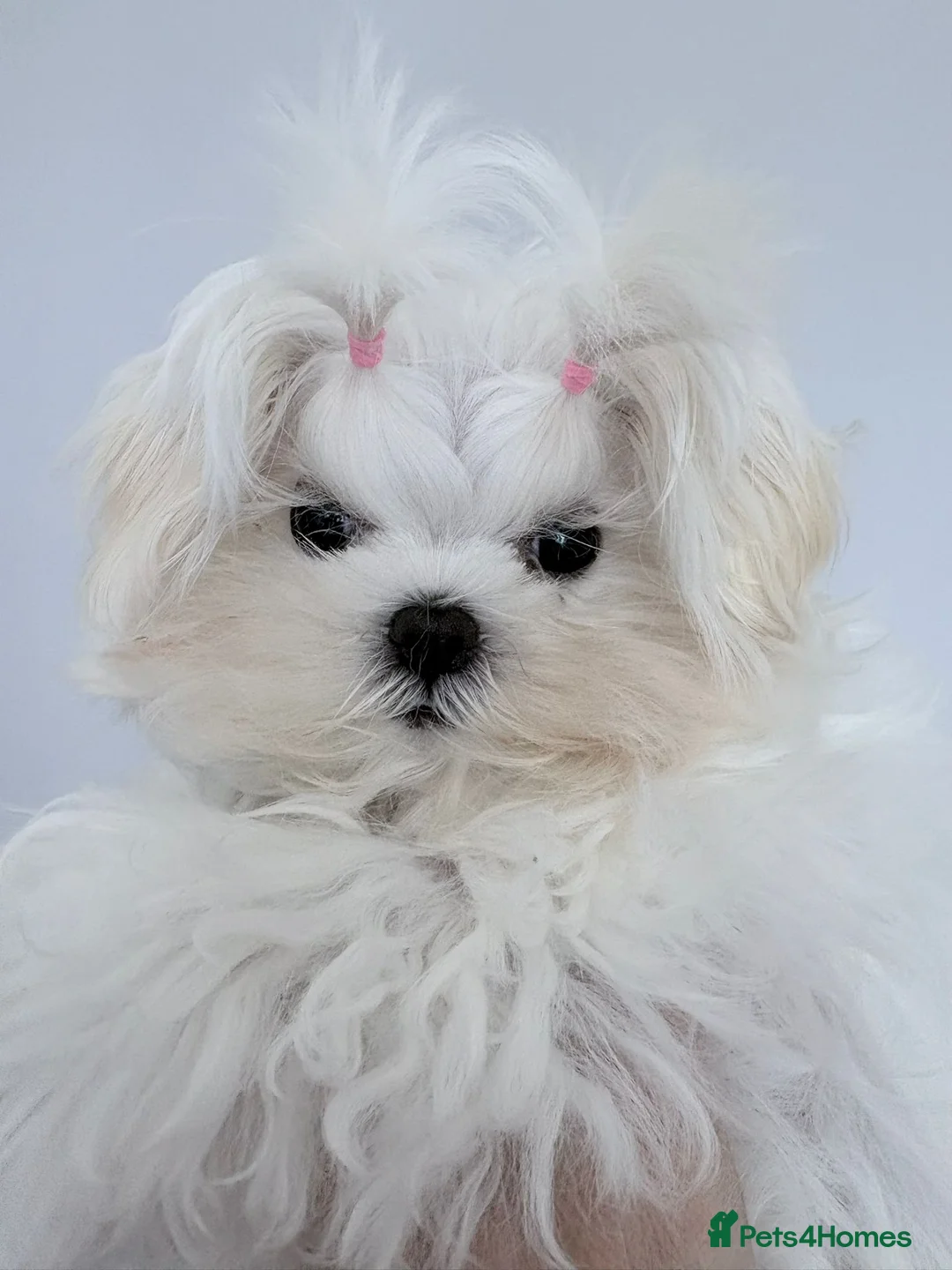 Maltese dogs for sale: Baby doll face Korean little Girl ( Ava) - Advert 2